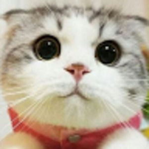 Meet your Posher, Poppy